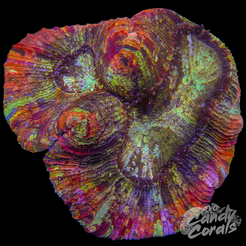 Rainbow Rim Trachyphyllia WYSIWYG 8