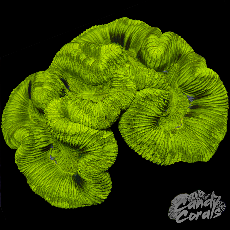 Aussie Rainbow Trachyphyllia WYSIWYG 97
