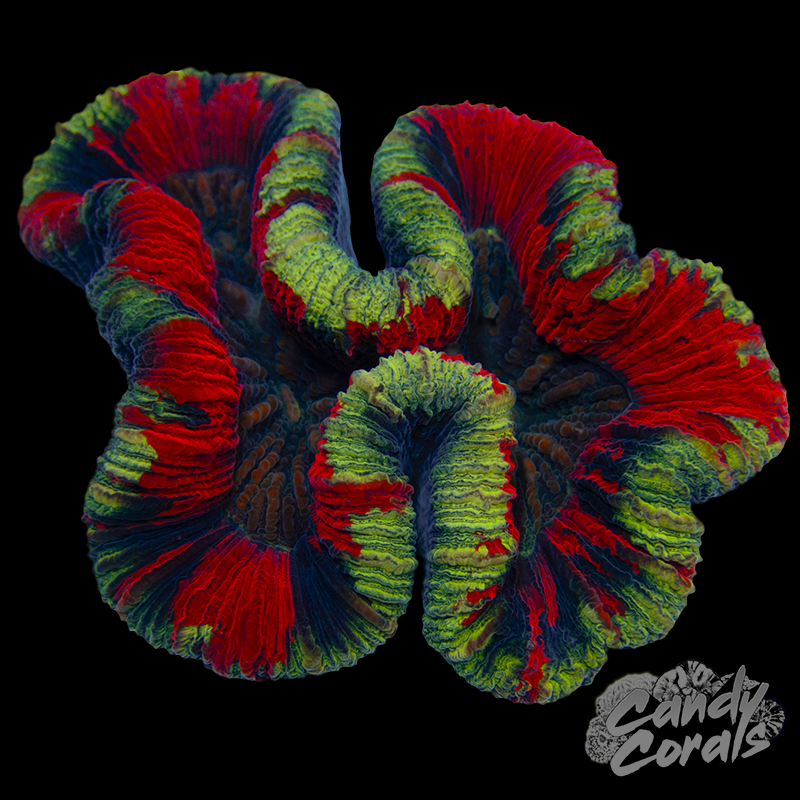 Ultra Trachyphyllia WYSIWYG 32