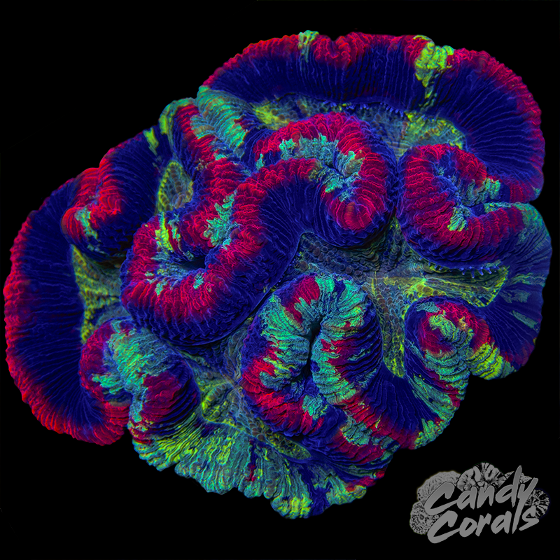 Aussie Rainbow Trachyphyllia WYSIWYG 98