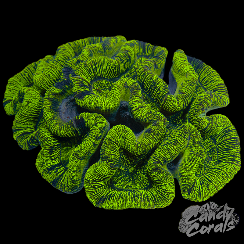 Ultra Trachyphyllia WYSIWYG 33