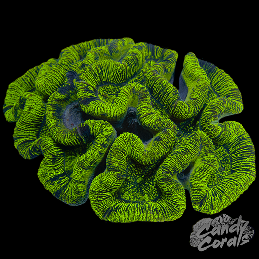 Ultra Trachyphyllia WYSIWYG 33