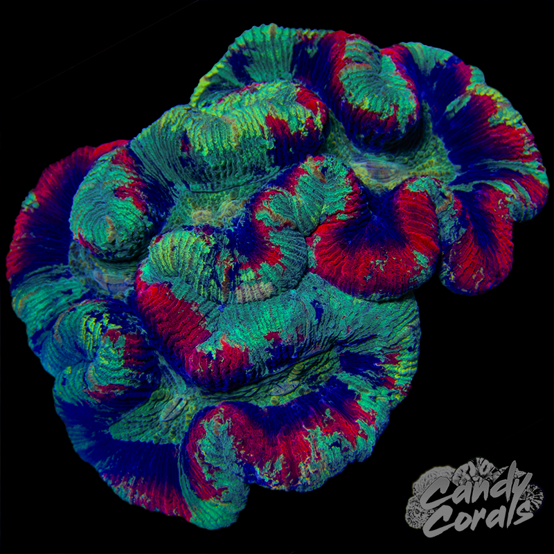 Aussie Rainbow Trachyphyllia WYSIWYG 99