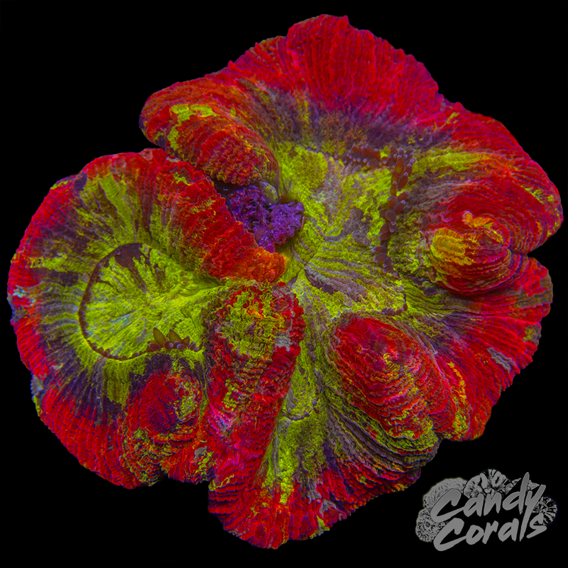 Rainbow Trachyphyllia WYSIWYG 41