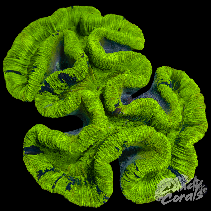 Trachyphyllia WYSIWYG 34