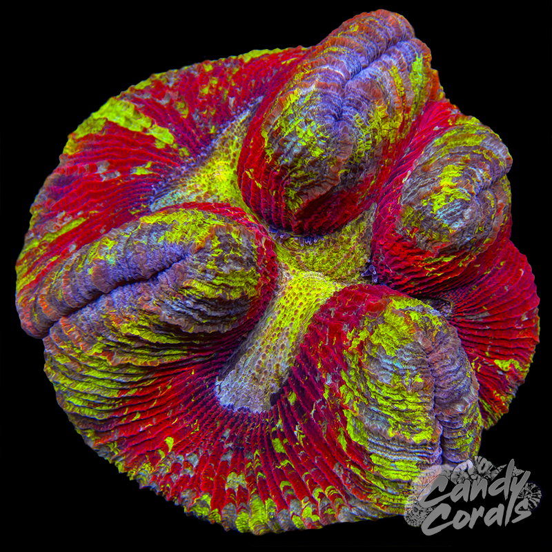 Rainbow Trachyphyllia WYSIWYG 74