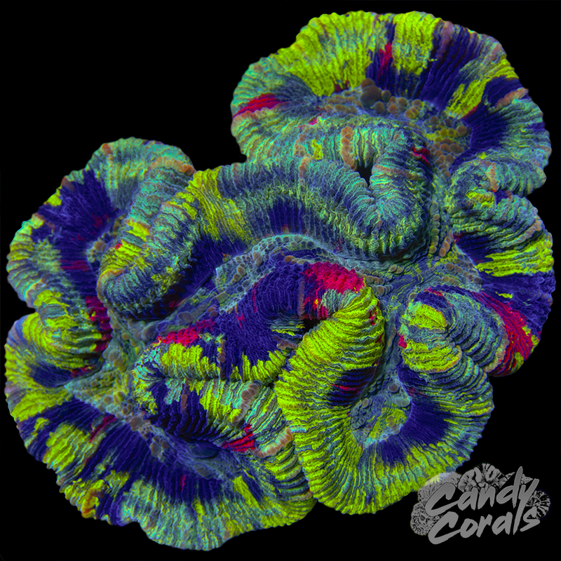 Aussie Rainbow Trachyphyllia WYSIWYG 2