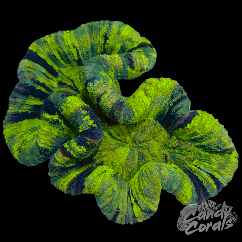 Trachyphyllia WYSIWYG 35