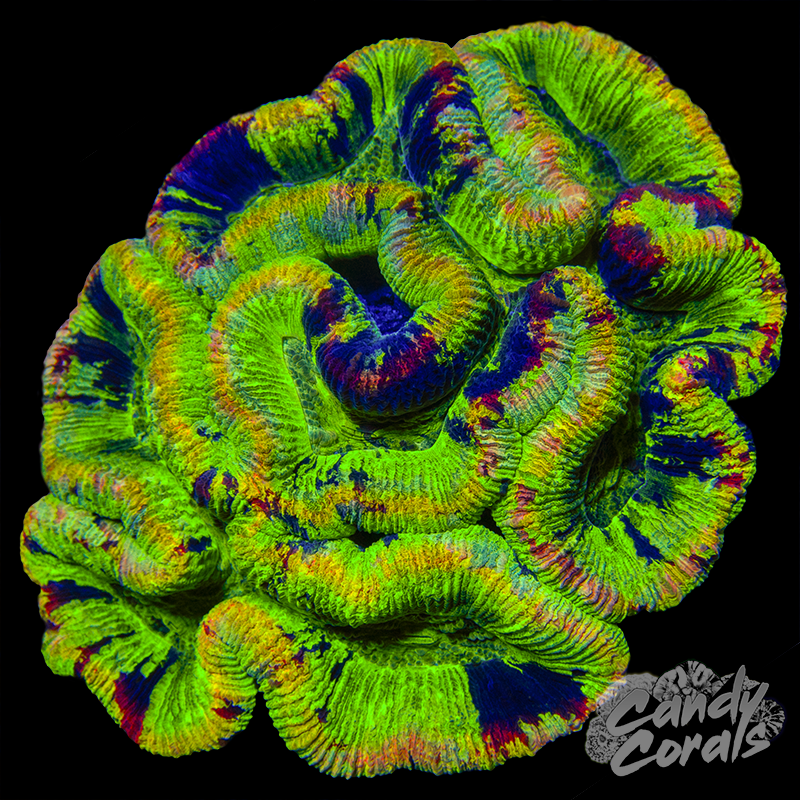Aussie Rainbow Trachyphyllia WYSIWYG 4