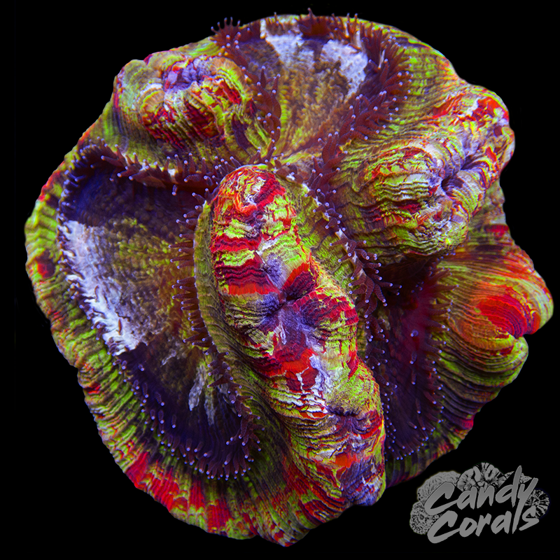 Ultra Trachyphyllia WYSIWYG 3