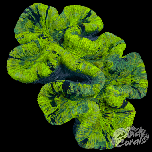 Ultra Trachyphyllia WYSIWYG 36