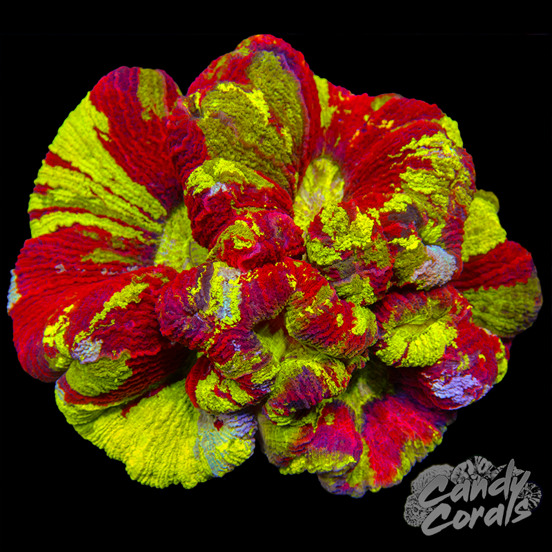 Rainbow Trachyphyllia WYSIWYG 44