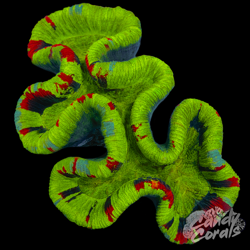 Rainbow Trachyphyllia WYSIWYG 37