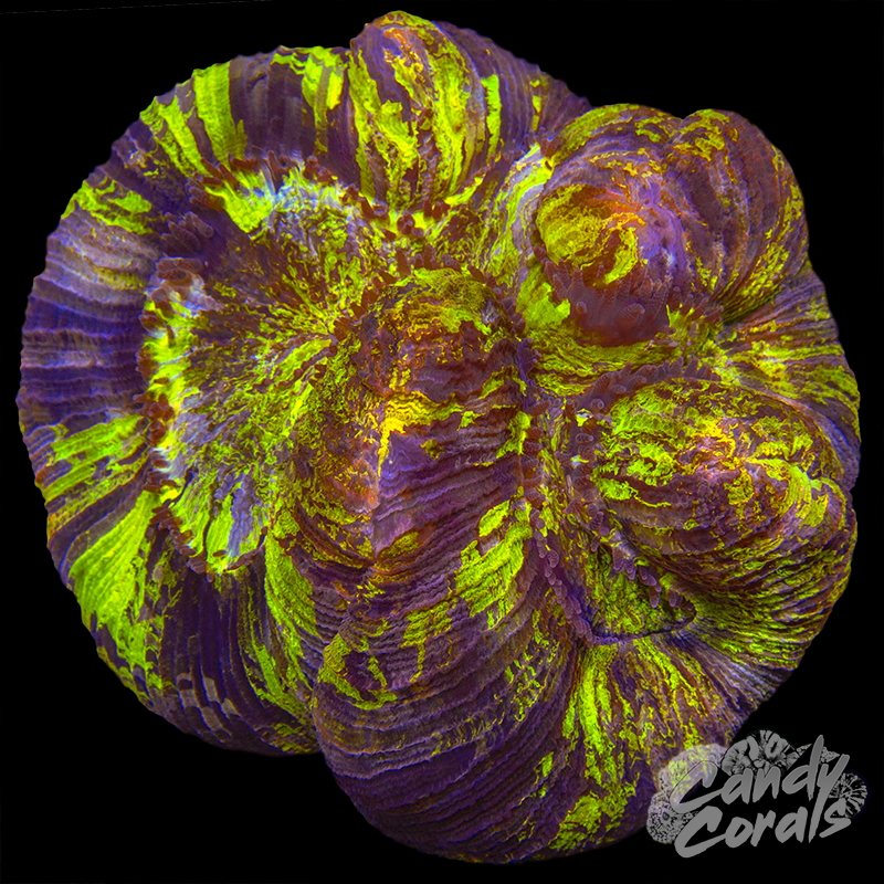 Ultra Trachyphyllia WYSIWYG 66