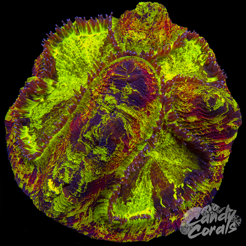 Rainbow Trachyphyllia WYSIWYG 45