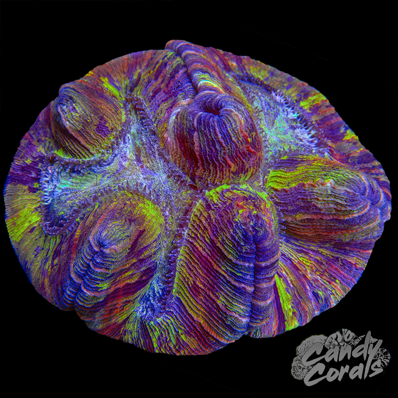 Rainbow Trachyphyllia WYSIWYG 37