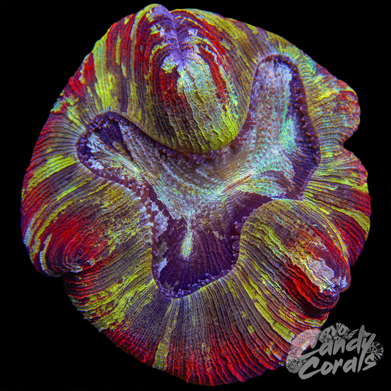Ultra Trachyphyllia WYSIWYG 72