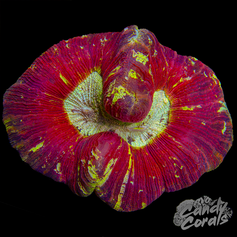 Red Trachyphyllia WYSIWYG 46