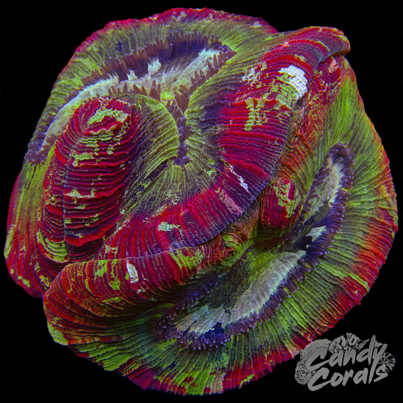 Ultra Trachyphyllia WYSIWYG 68