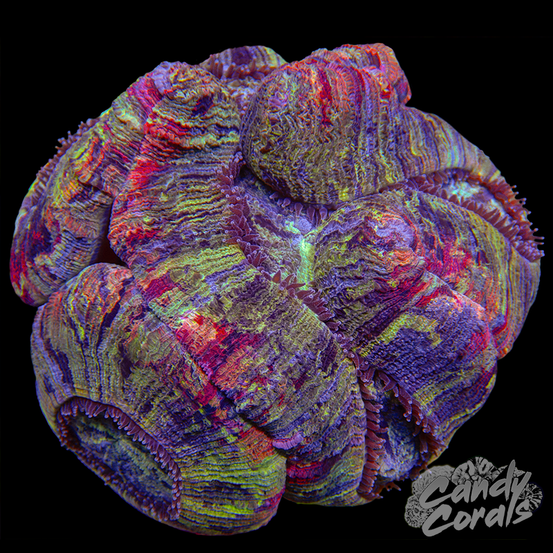 Rainbow Trachyphyllia WYSIWYG 42