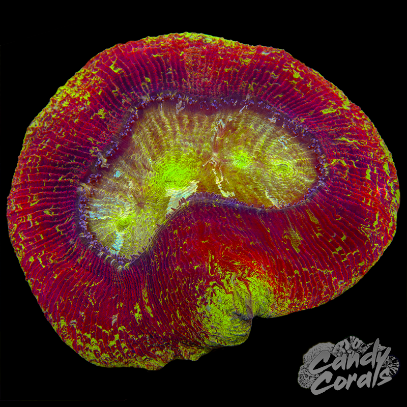 Rainbow Trachyphyllia WYSIWYG 56