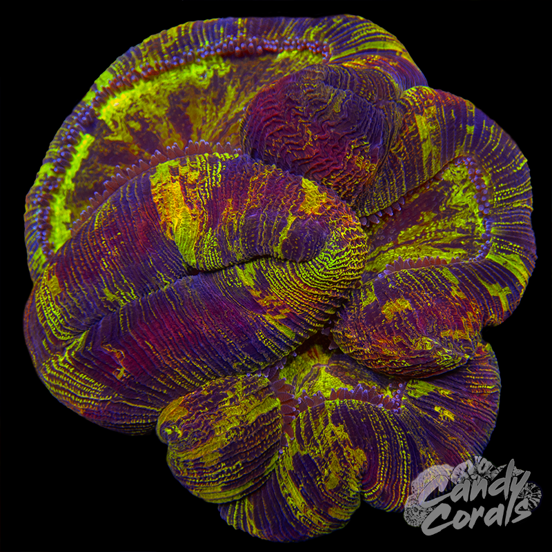 Ultra Trachyphyllia WYSIWYG 77