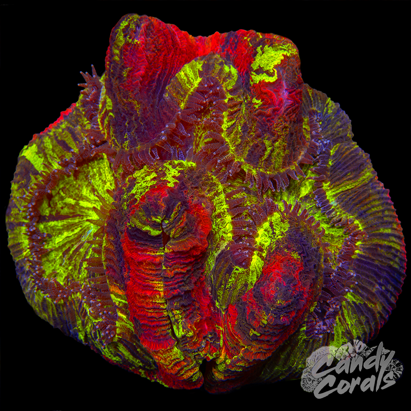 Rainbow Trachyphyllia WYSIWYG 29
