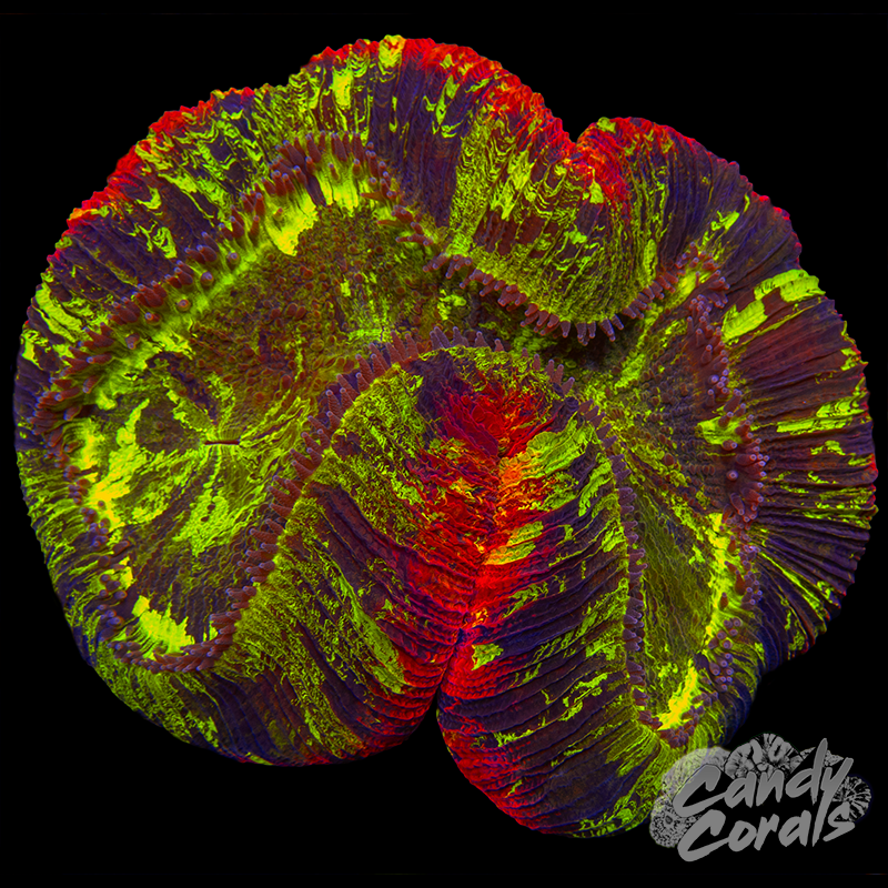 Rainbow Trachyphyllia WYSIWYG 40