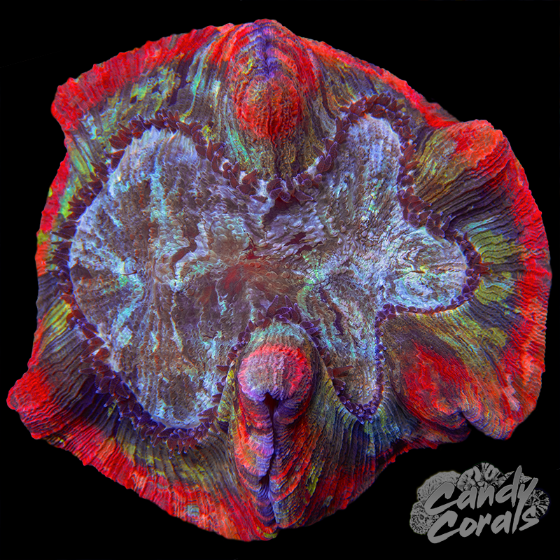 Rainbow Rim Trachyphyllia WYSIWYG 71