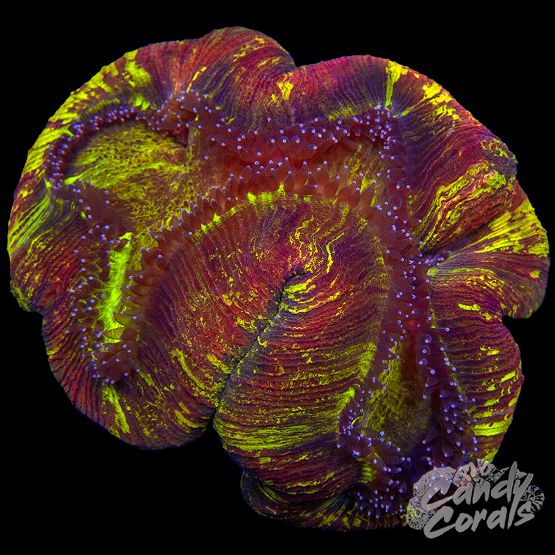 Rainbow Trachyphyllia WYSIWYG 38