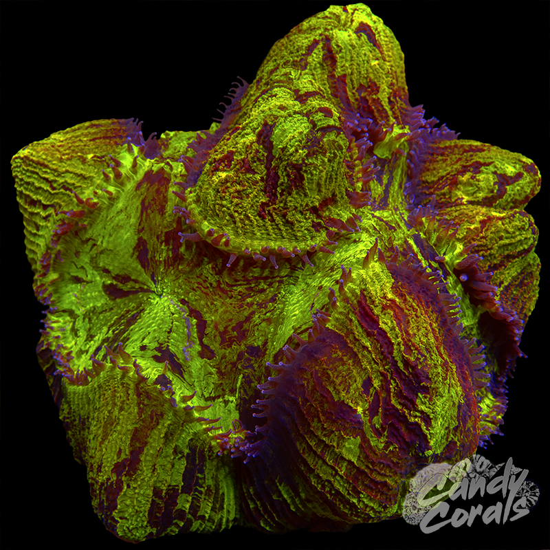 Ultra Trachyphyllia WYSIWYG 69