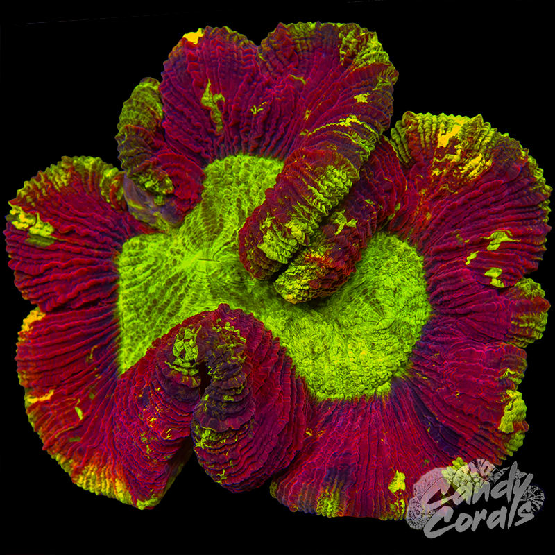 Rainbow Trachyphyllia WYSIWYG 43