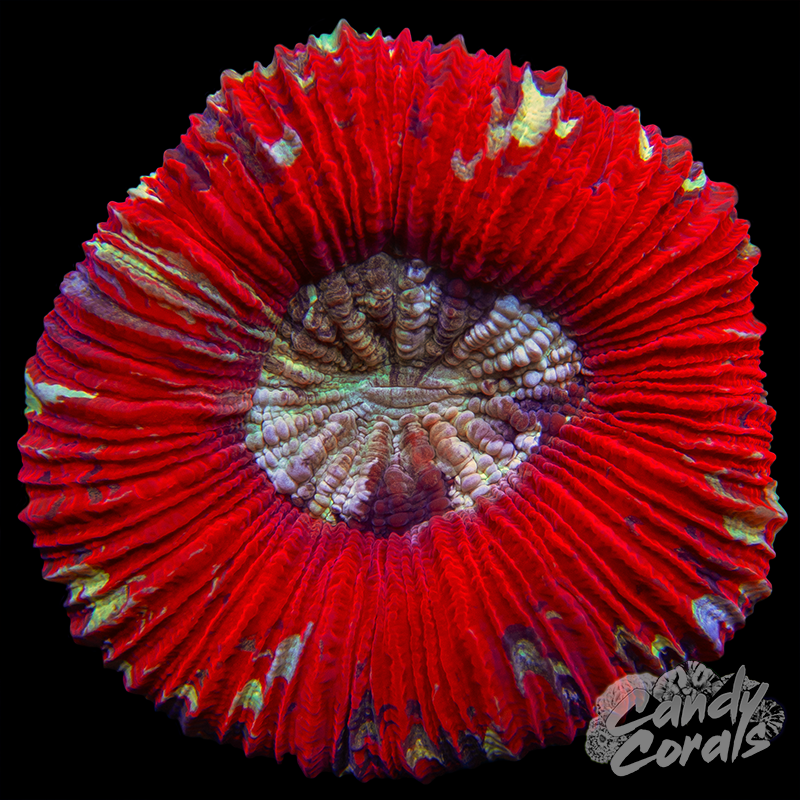 Trachyphyllia WYSIWYG 28