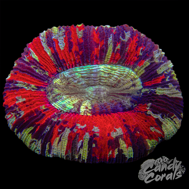 Small Rainbow Trachyphyllia WYSIWYG 19
