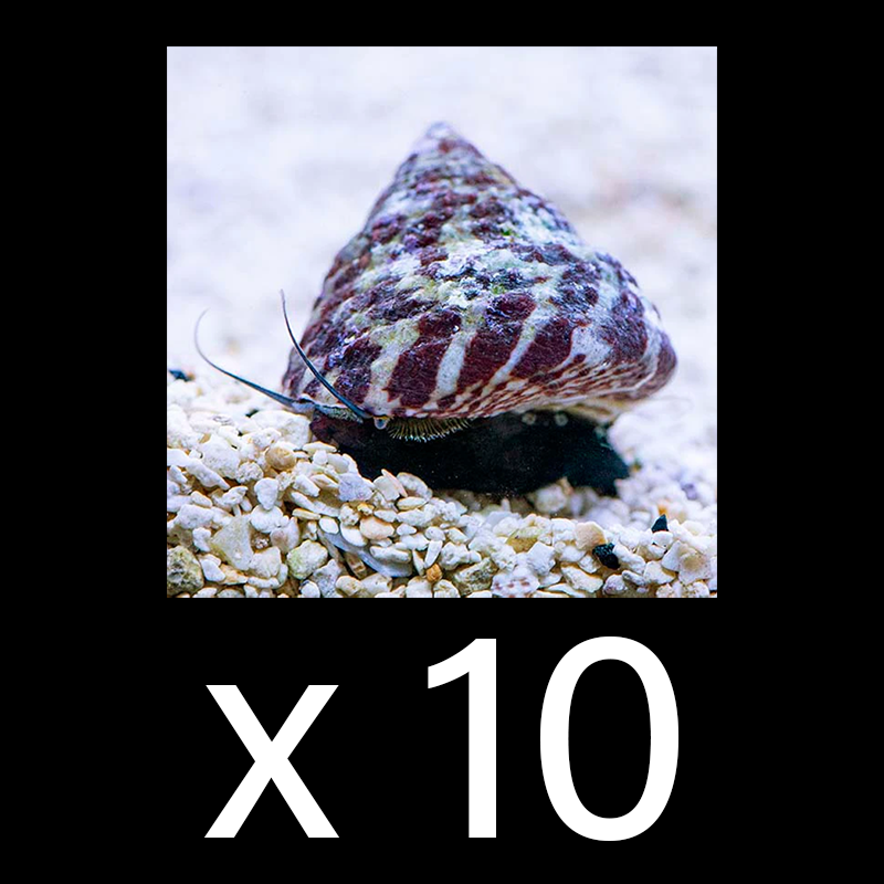 Trochus Snail