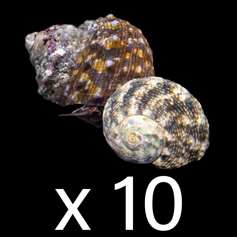Turbo Snail