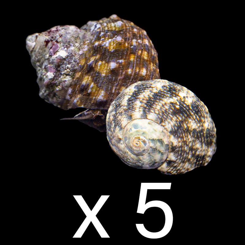 Turbo Snail