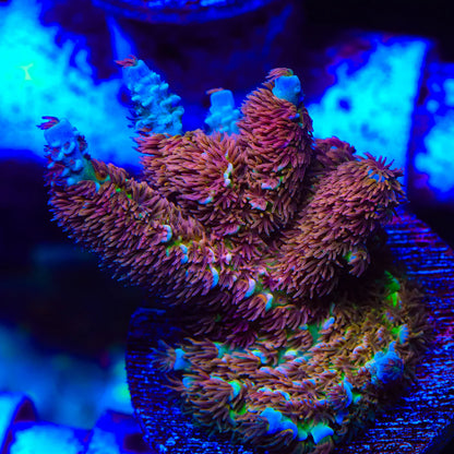 TSA Unity Acropora Sp. Frag