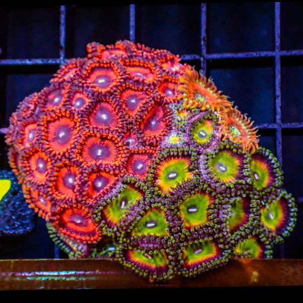 Zoanthid Garden Plate 5