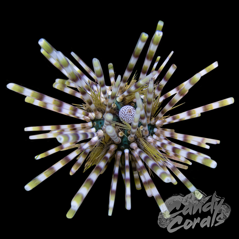 Banded Longspine Urchin