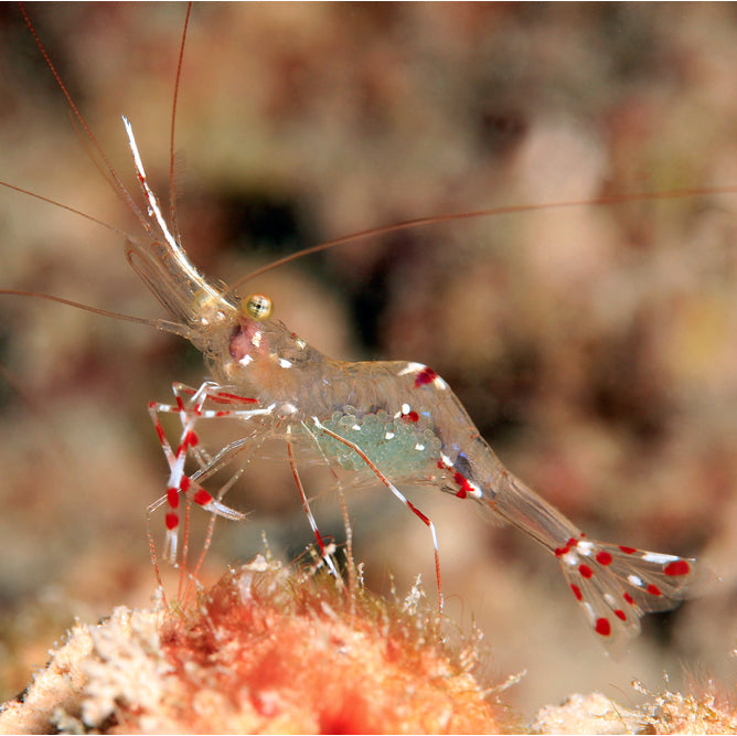 Arrow Cleaner Shrimp