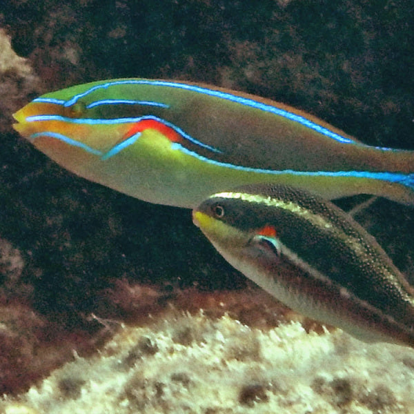 Orange Axil Wrasse