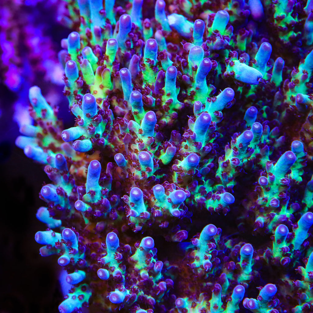 Vivid's Rainbow Delight Acropora Sp. Frag A1