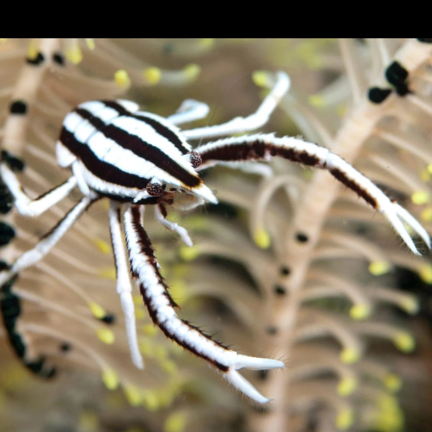 Elegant Squat Lobster