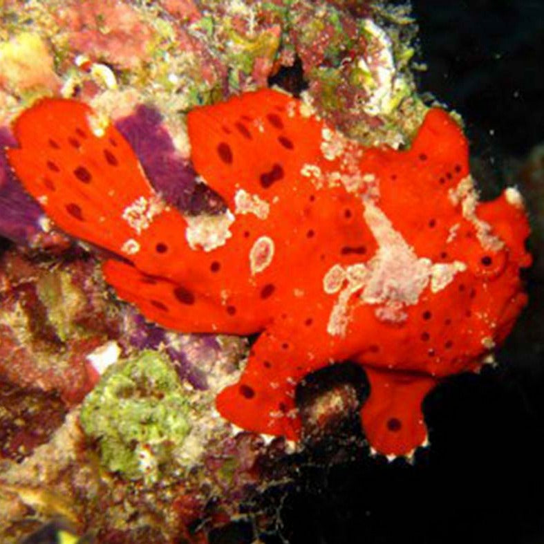 Wartskin Frogfish (Orange/Red Morph)