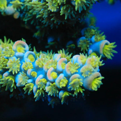 RR Rubiks Acropora Sp. Frag