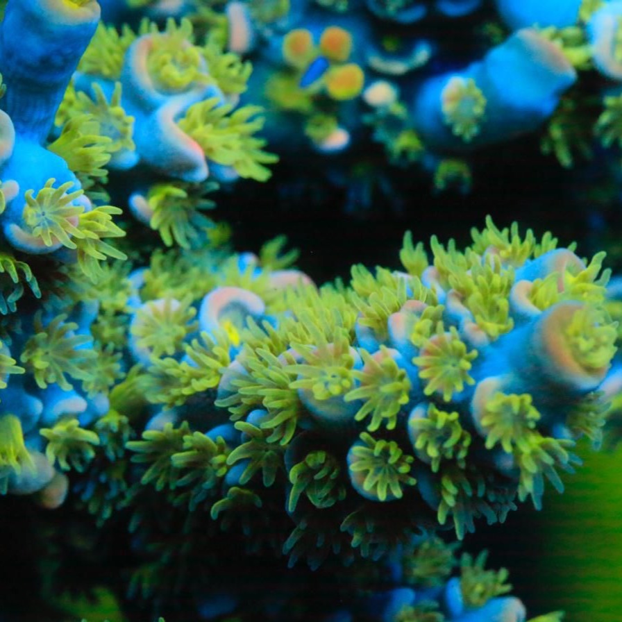 RR Rubiks Acropora Sp. Frag