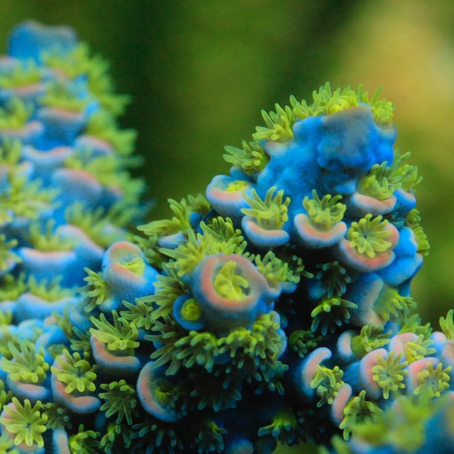 RR Rubiks Acropora Sp. Frag