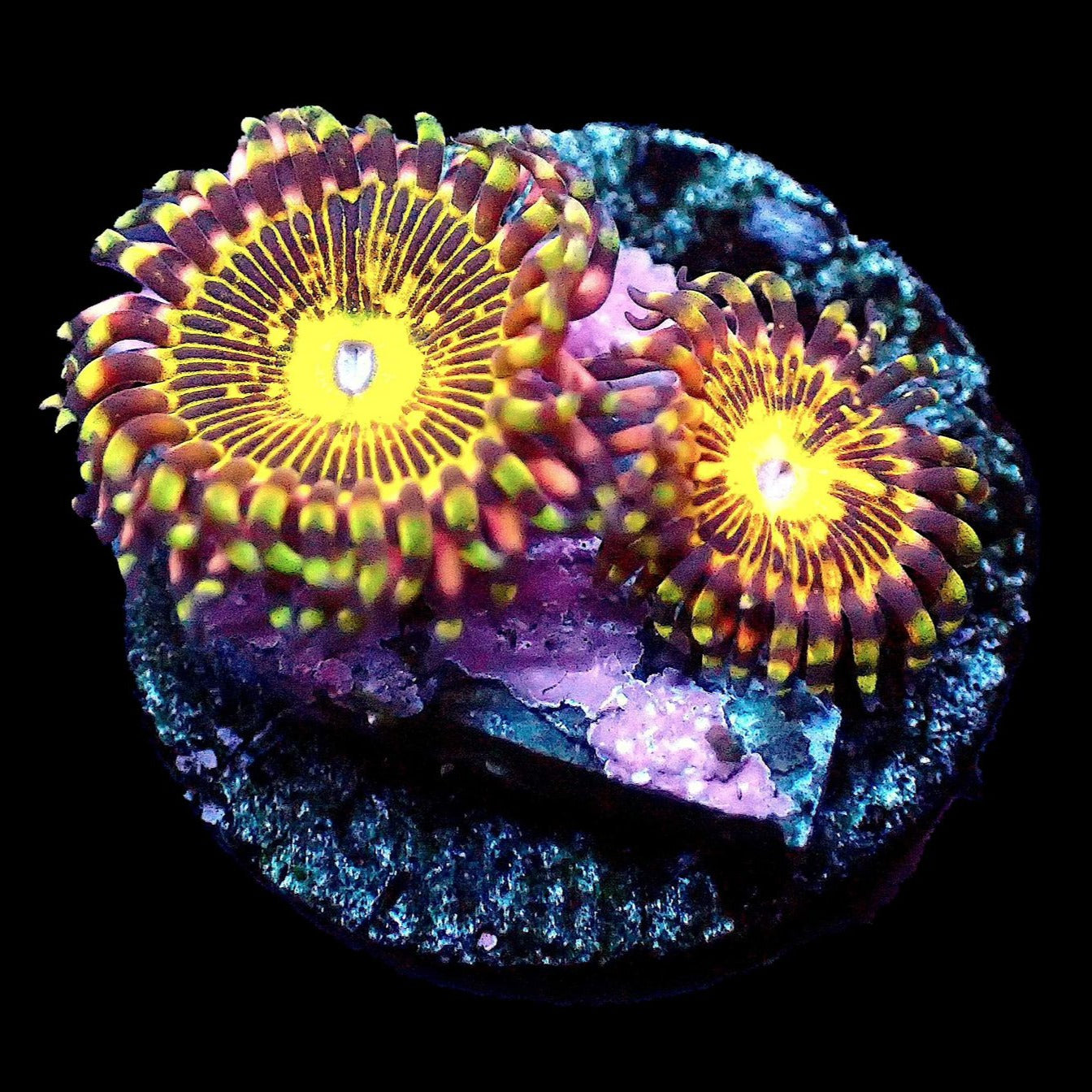 Grim Reaper Zoanthid Per Polyp Z20