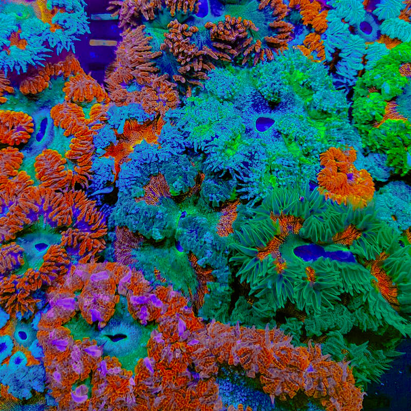 Assorted Rock Flower Anemone